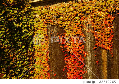 カラー　紅葉　秋　流水　公園　噴水（2022年4登録） 88812265