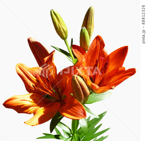 Flower to red lily close-up 88812326