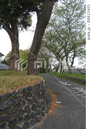 島田大堤 大井川川越遺跡(静岡県島田市) 島田大堤 大井川川越遺跡(静岡県島田市) 88812405