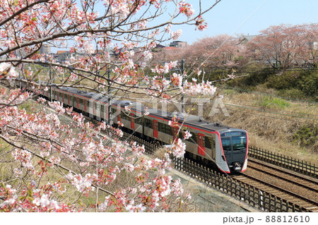 千葉県白井市付近北総線を通る都営地下鉄浅草線の新型車両5500形電車と満開のさくら 千葉県白井市付近北総線を通る都営地下鉄浅草線の新型車両5500形電車と満開のさくら 88812610