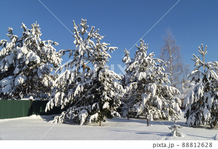 Winter landscape with pine in the countryside Winter landscape with pine in the countryside 88812628