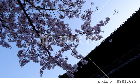 京都 南禅寺の美しい桜 京都 南禅寺の美しい桜 88812635