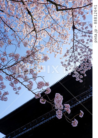 京都　南禅寺の美しい桜 88812641