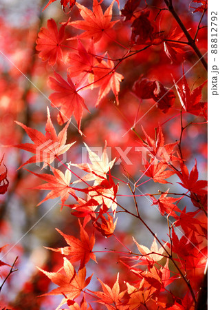 秋の風物詩　紅葉 88812792