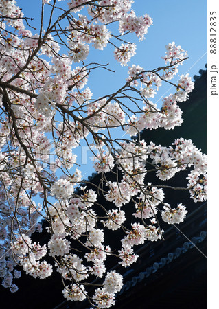 京都　南禅寺の美しい桜 88812835