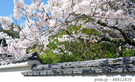 京都　南禅寺の美しい桜 88812839