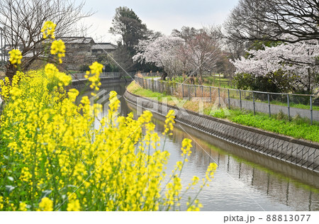 見沼田圃:見沼代用水東縁 膝子付近 見沼田圃:見沼代用水東縁 膝子付近 88813077