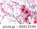 Pink flowering tree. 88813396