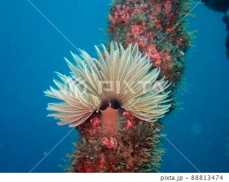 海中の生物 ケヤリムシ 海中の生物 ケヤリムシ 88813474
