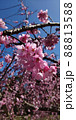 桜　さくら　サクラ 88813588