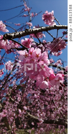 桜　さくら　サクラ 88813588