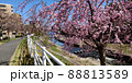 桜　さくら　サクラ 88813589