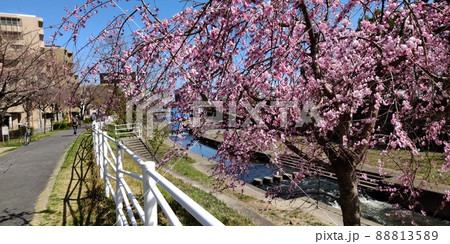 桜　さくら　サクラ 88813589