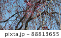 桜　さくら　サクラ 88813655