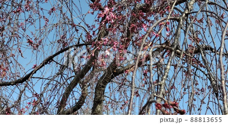桜　さくら　サクラ 88813655