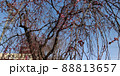 桜　さくら　サクラ 88813657