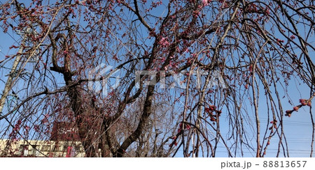 桜　さくら　サクラ 88813657