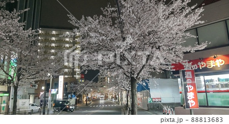 桜　さくら　サクラ　夜桜 88813683