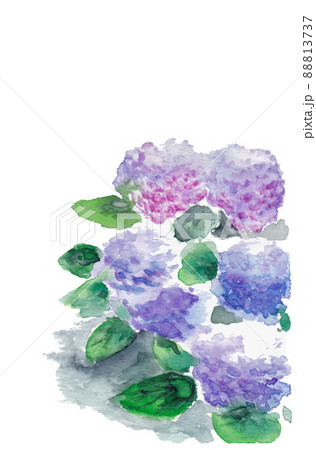 紫色の紫陽花 88813737