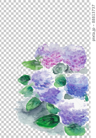 紫色の紫陽花 88813737
