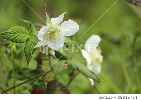 草苺の白い花 88813751