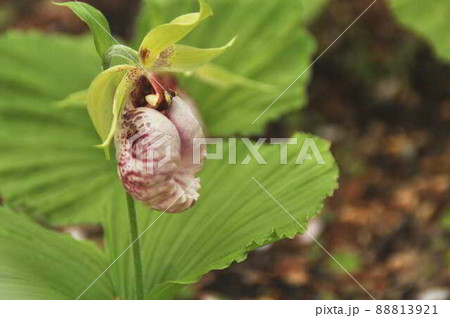 Flower photos taken in Japan in April 88813921