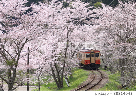 いすみ鉄道　春の風景 1-3　桜のトンネル 88814043