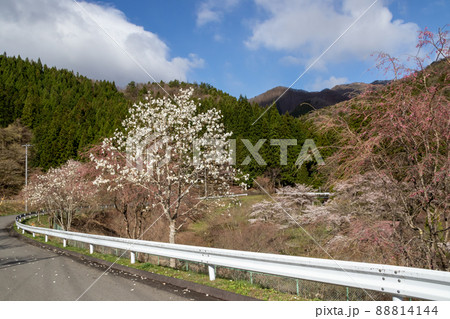春の四万温泉 群馬県 春の四万温泉 群馬県 88814144