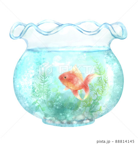 金魚鉢の中で涼しげに泳ぐ金魚 水彩イラスト素材のイラスト素材