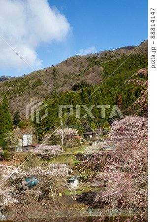 春の四万温泉 群馬県 春の四万温泉 群馬県 88814147