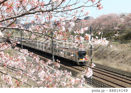 千葉県白井市付近北総線を通る京成電鉄3100形2代電車と満開のさくら 88814149