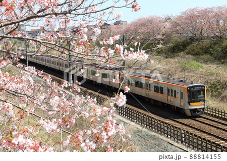 千葉県白井市付近北総線を通る京成電鉄3100形2代電車と満開のさくら 88814155