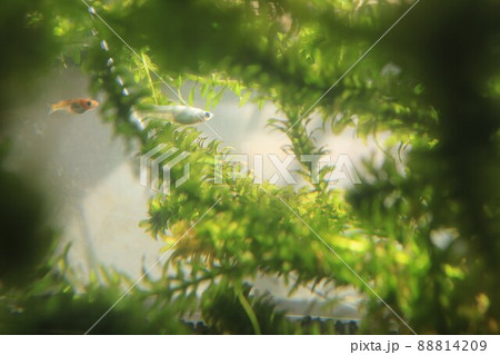 水槽のメダカ 88814209