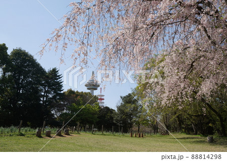 公園のさくら1 公園のさくら1 88814298