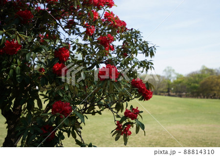 深紅のキョウチクトウ2 88814310