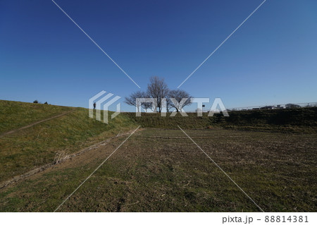 シンボリックなサクラ木。 88814381