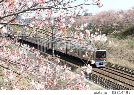 千葉県白井市付近北総線を通る京成電鉄3700形電車と満開のさくら 88814495