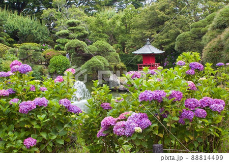 日本庭園の池の周りを彩る紫陽花 水戸市保和苑の写真素材