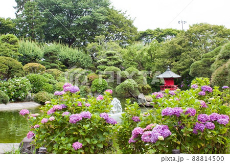 日本庭園の池の周りを彩る紫陽花 水戸市保和苑の写真素材