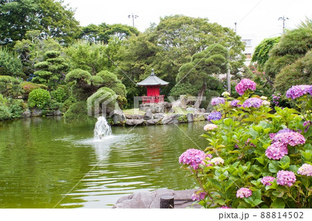 日本庭園の池の周りを彩る紫陽花 水戸市保和苑の写真素材