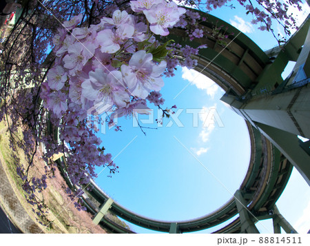 河津桜とループ橋 88814511