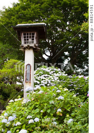 紫陽花の咲く日本庭園 水戸市保和苑の写真素材