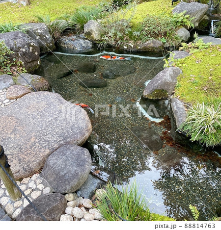 日本庭園のニシキゴイ 88814763
