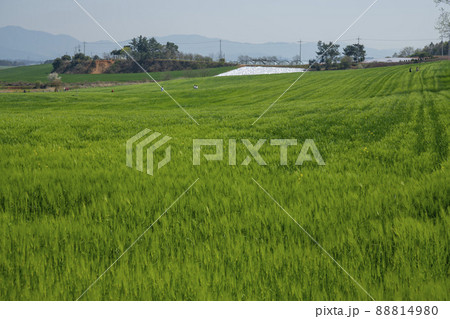 風景 麦畑 畑 88814980