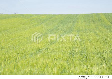 風景 麦畑 畑 88814981