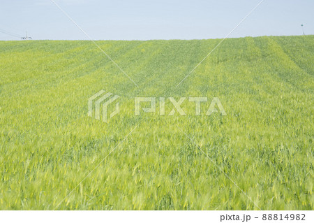 風景 麦畑 畑 88814982