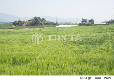 風景 麦畑 畑 88814989