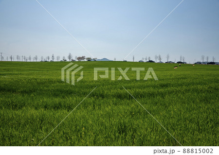 風景 麦畑 畑 88815002