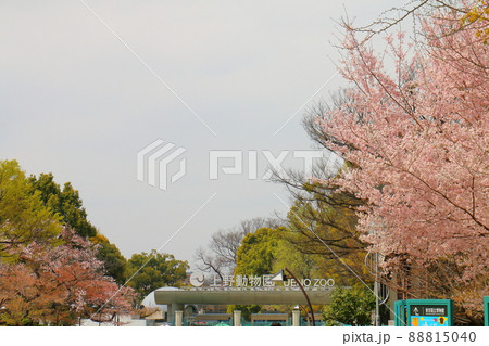 東京都恩賜上野動物公園と桜　Ueno zoo　開園は1882年　東京都台東区上野公園 88815040