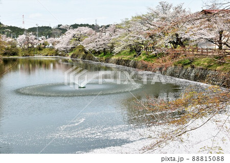 棚倉城跡の桜 棚倉城跡の桜 88815088